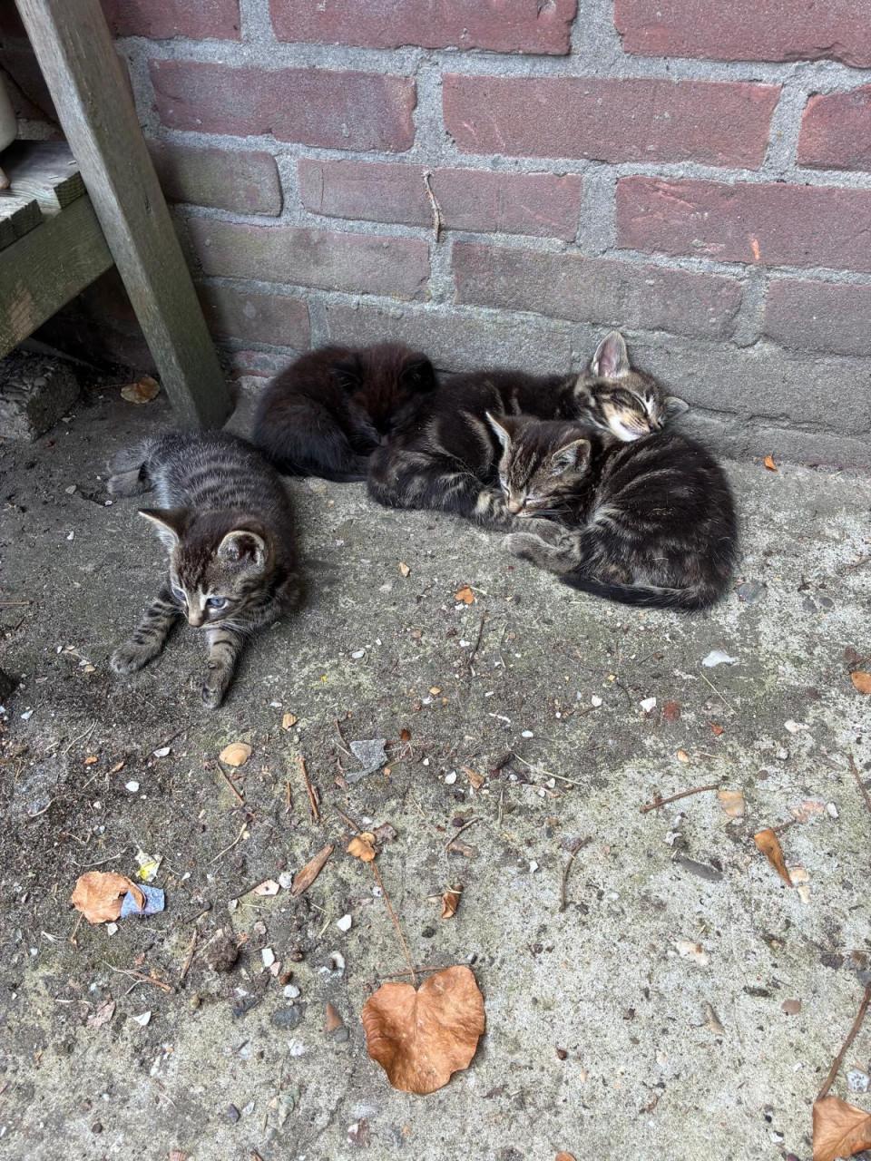 Kittens