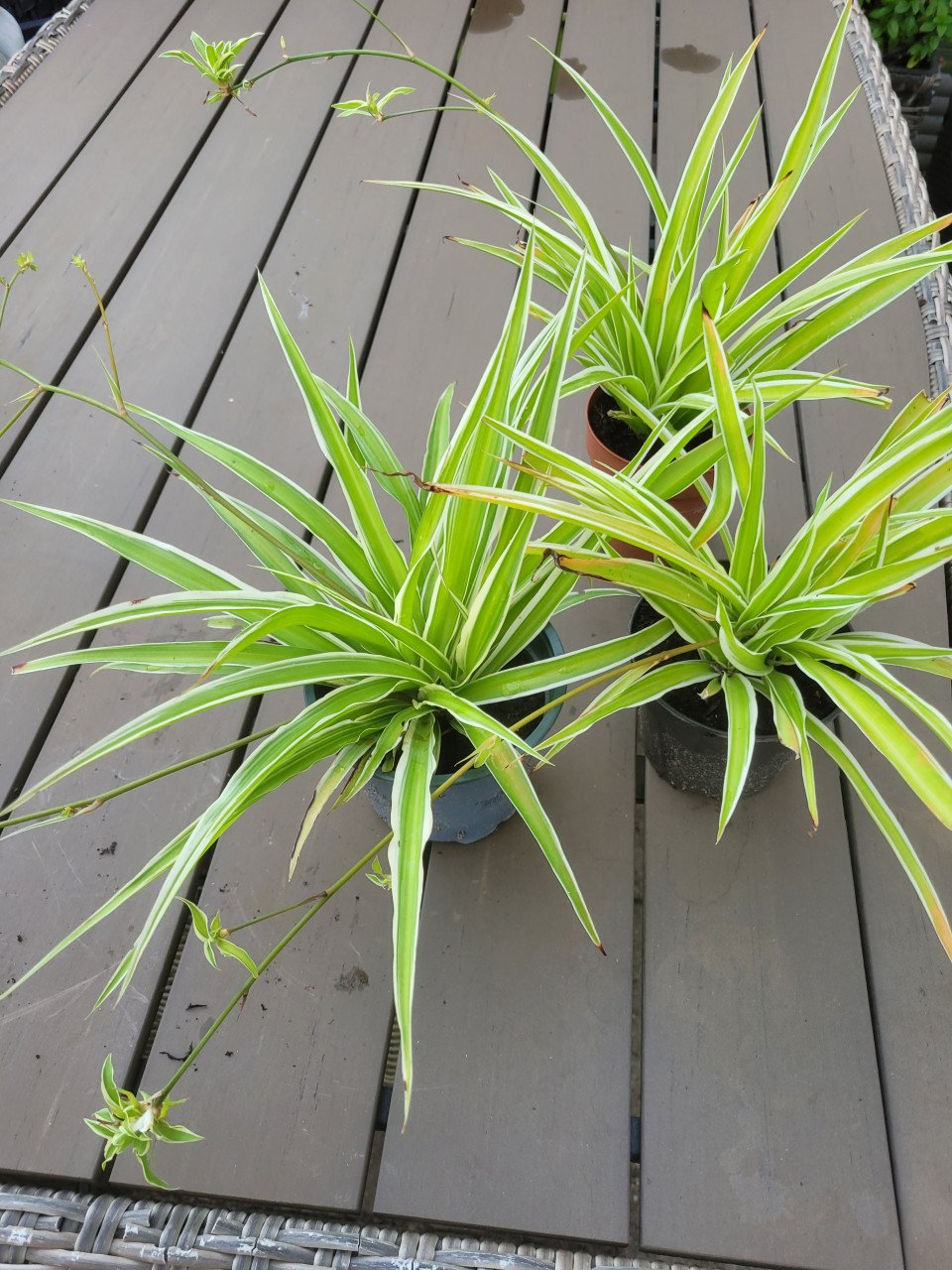 Planten