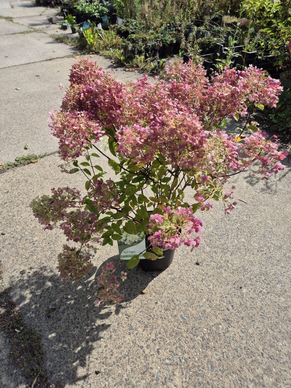 Pluimhortensia Bobo