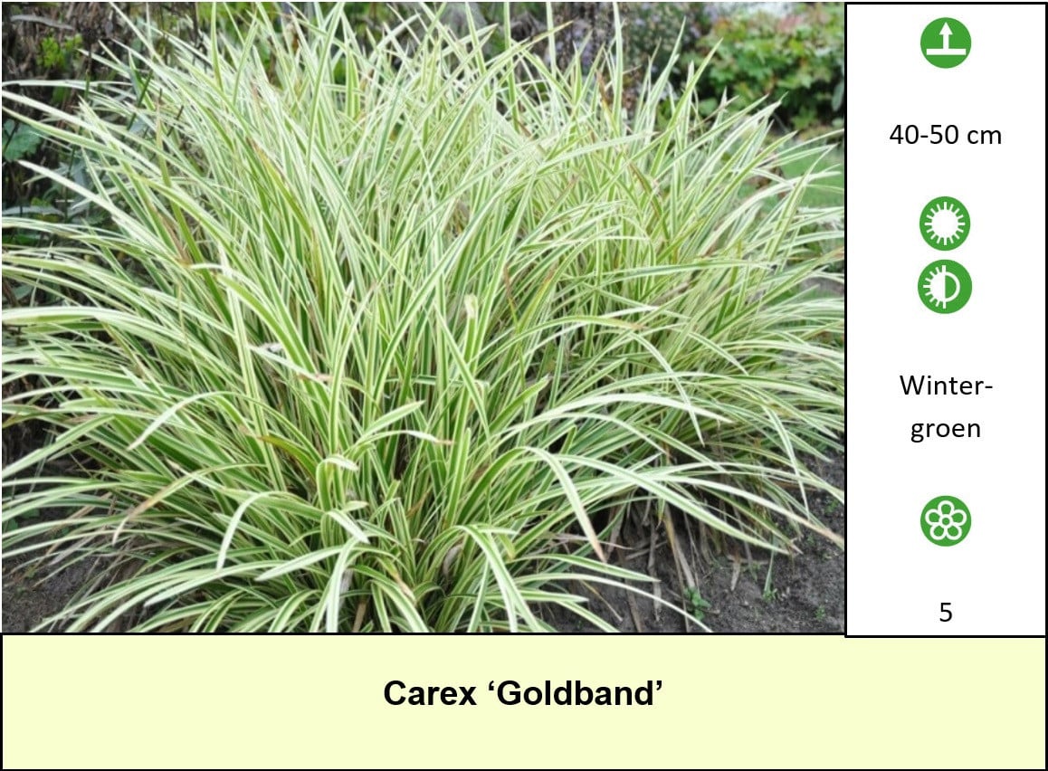 Diverse soorten grassen te koop, beperkt in het plantenkraam!  € 1.25 p/st