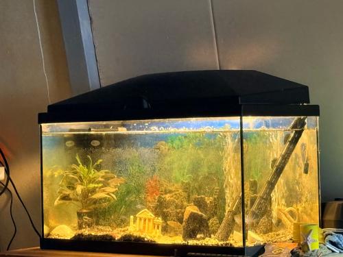 Aquarium met visjes VANDAAG OPHALEN
