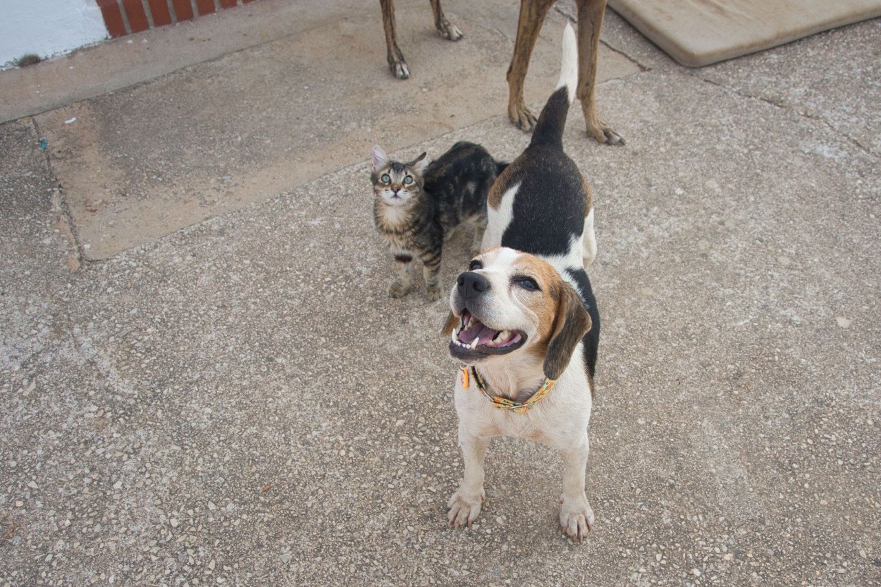 Superlieve Beagle Betsy zoekt een heel lief baasje!