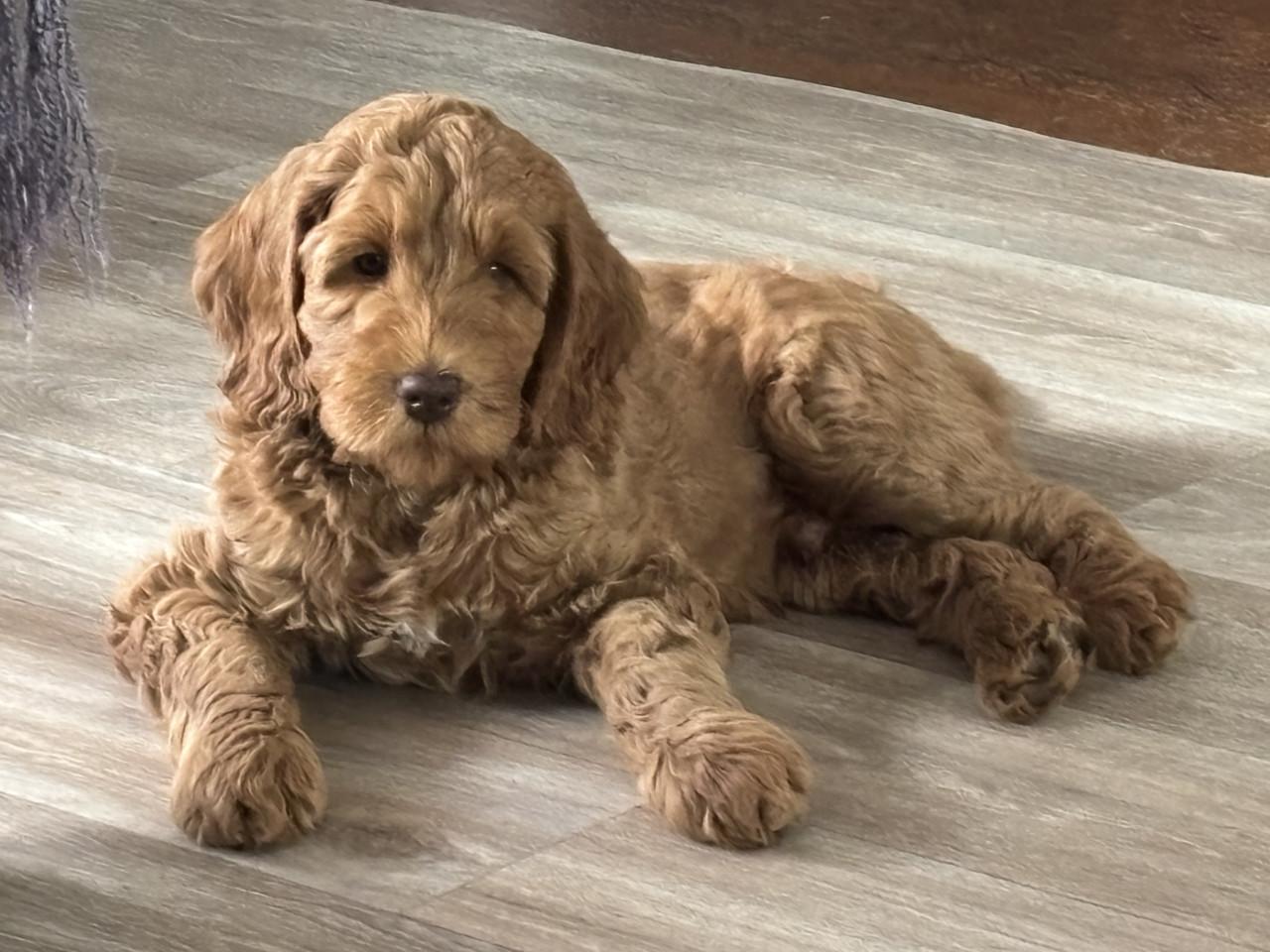 Australian labradoodle pup
