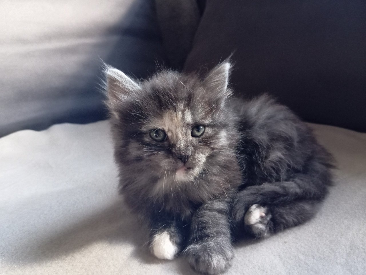 Kittens