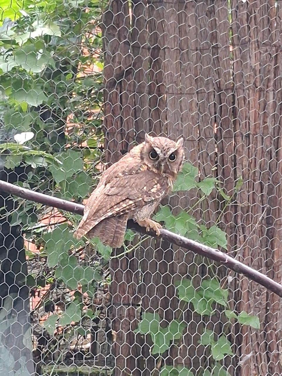 Otus Choliba wijfjes