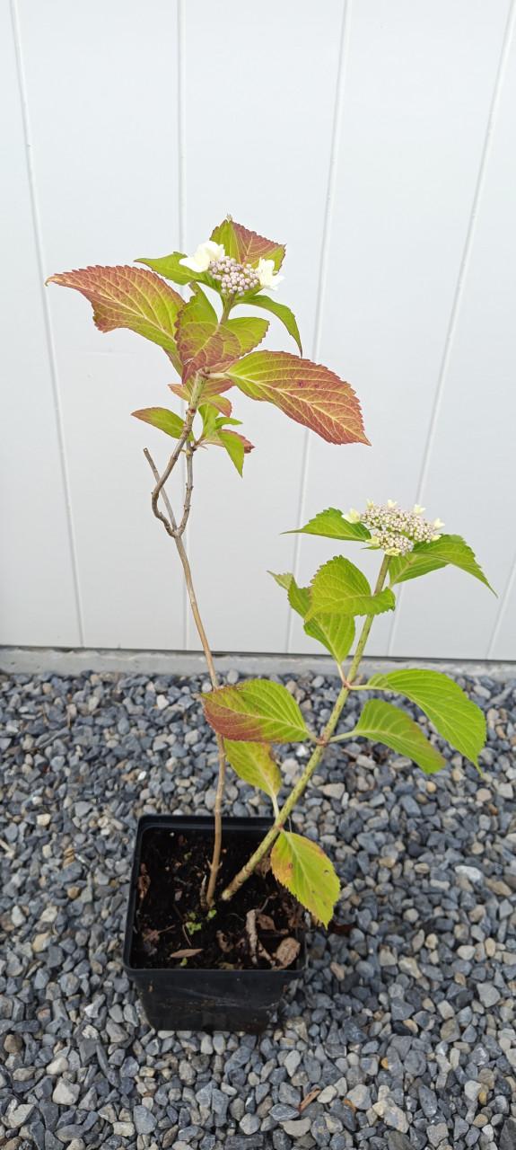 Diverse soorten Hortensia’s in pot, staan nu prachtig in bloei !