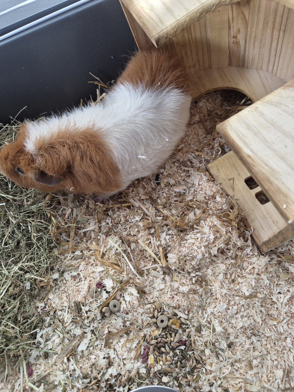 Cavia's