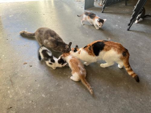Kittens