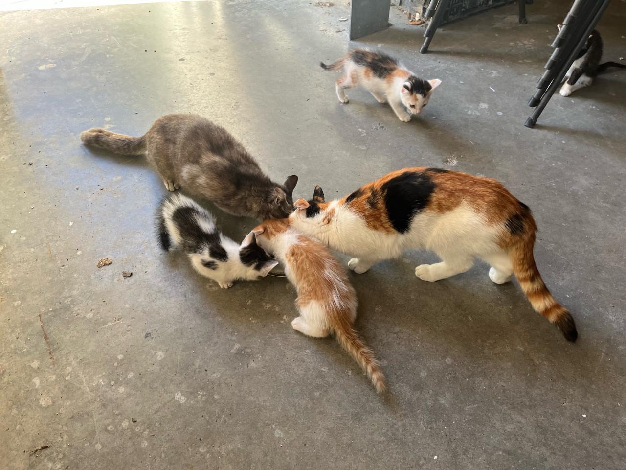 Kittens