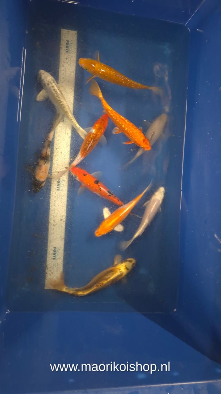 Mooie koi