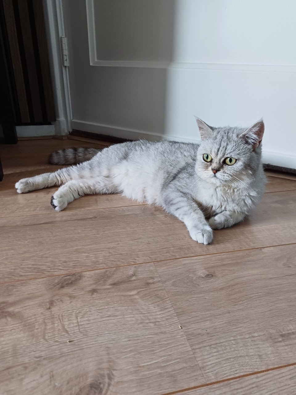 We hebben 2 prachtige langhaar kittens beschikbaar,