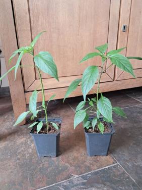 Te koop Cayennepeper plantjes