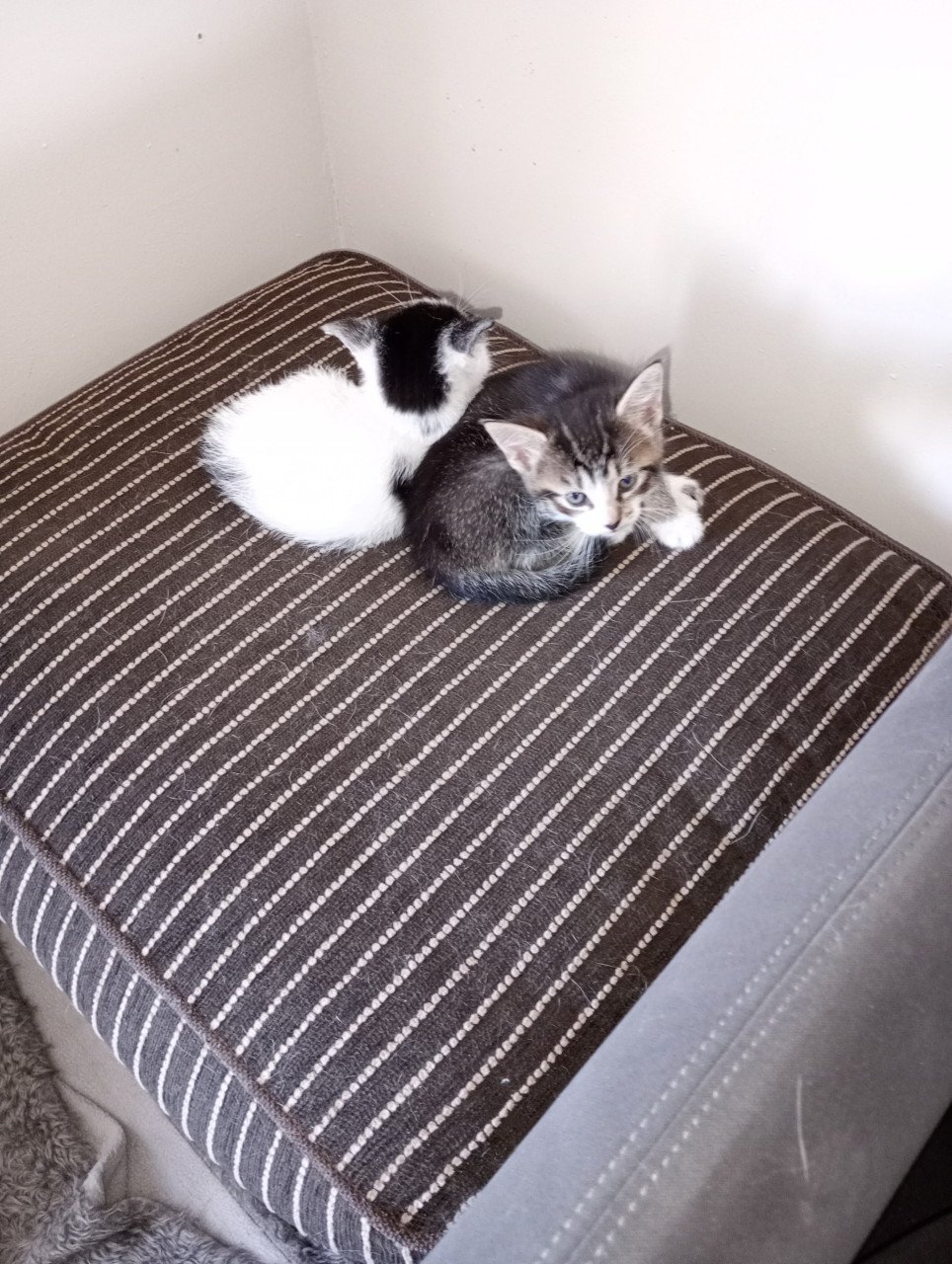 Kittens