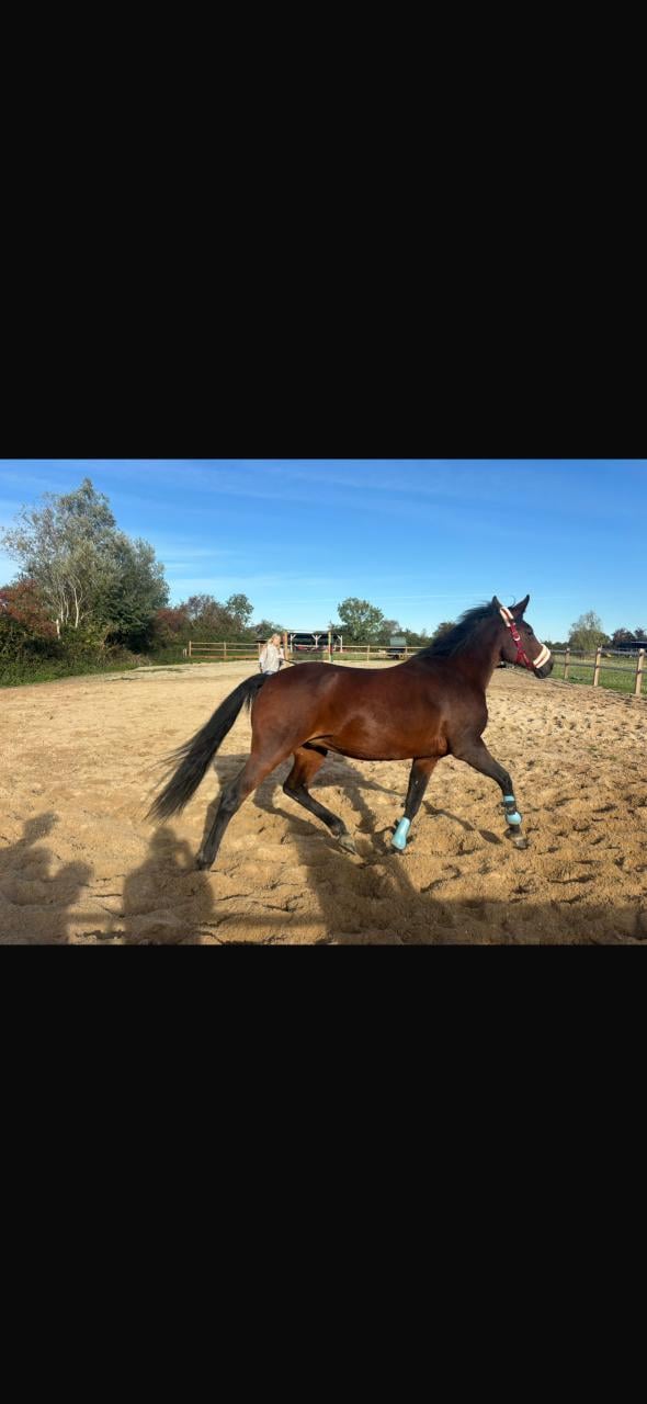 Verzorgpony gezocht of werk