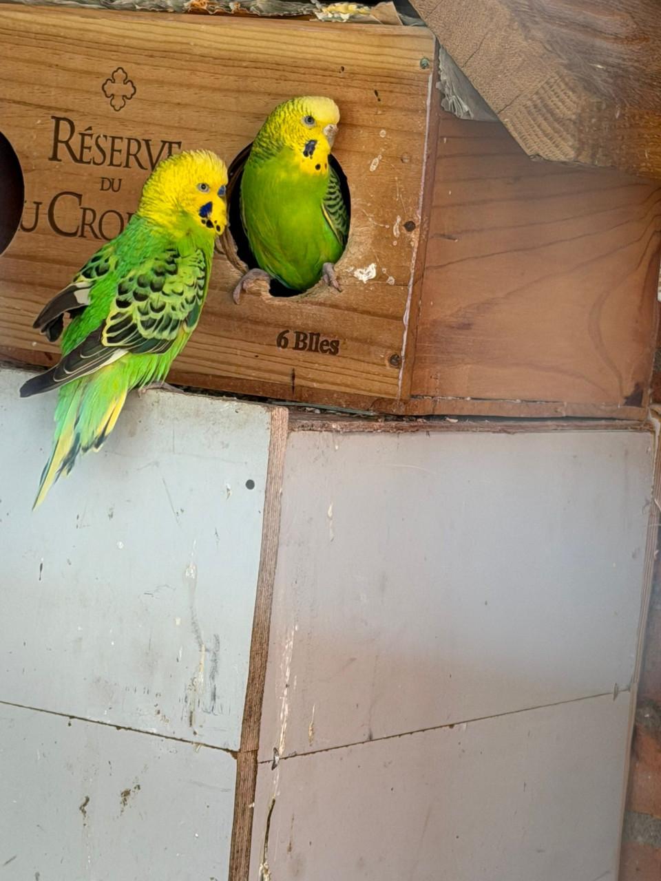 Tholen Garnalenstraat47