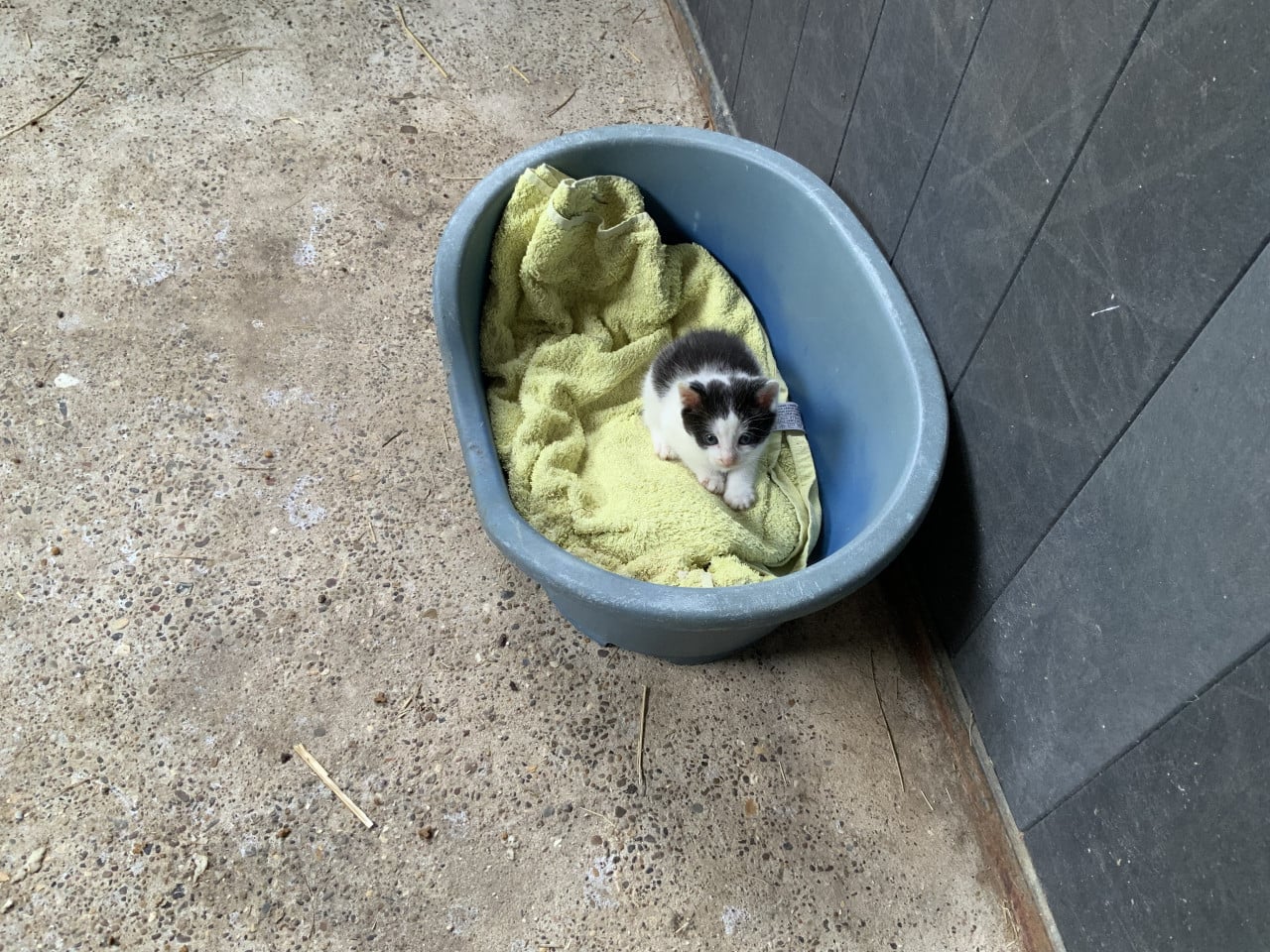 Kittens
