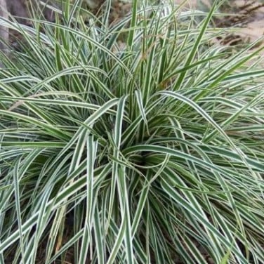 Carex morrowii 'Goldband'