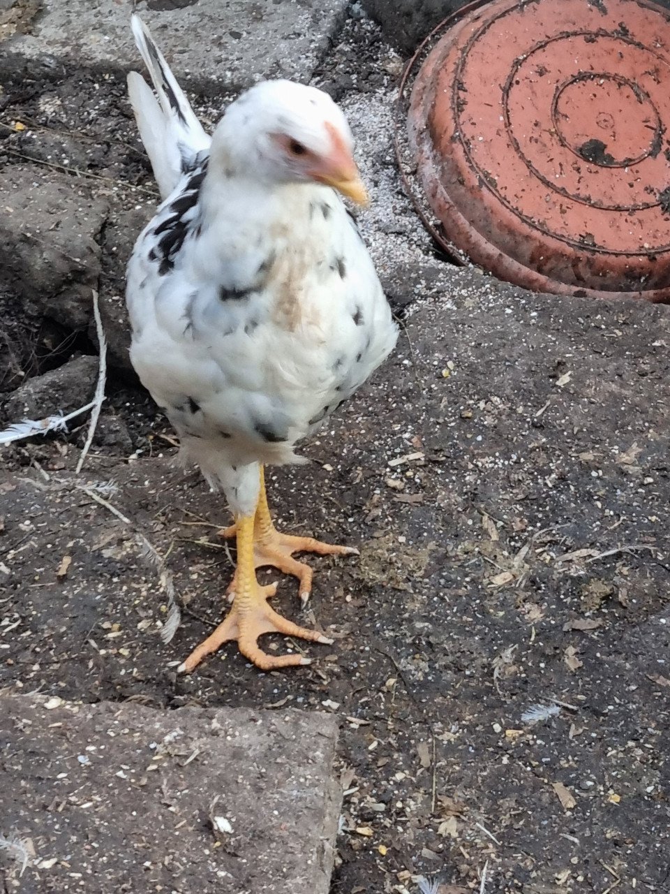 Bonte leghorn hennen 3 + 1 gratis (krompie)