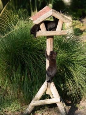 Jonge kittens te koop
