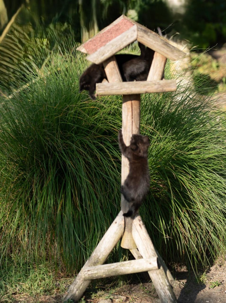 Jonge kittens te koop