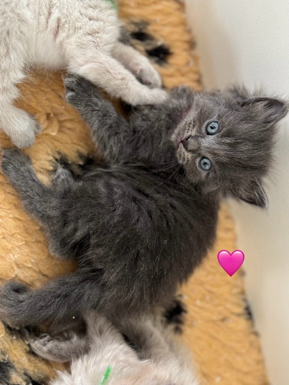 Ragdoll x Nebelung kittens