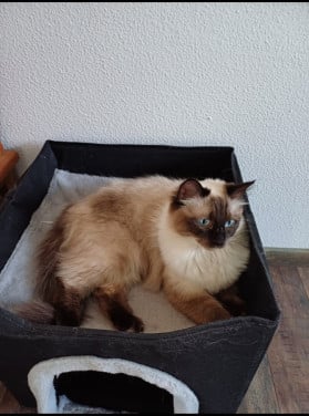 Mooie en superlieve Ragdoll poes bijna 1 jaar blauwe ogen