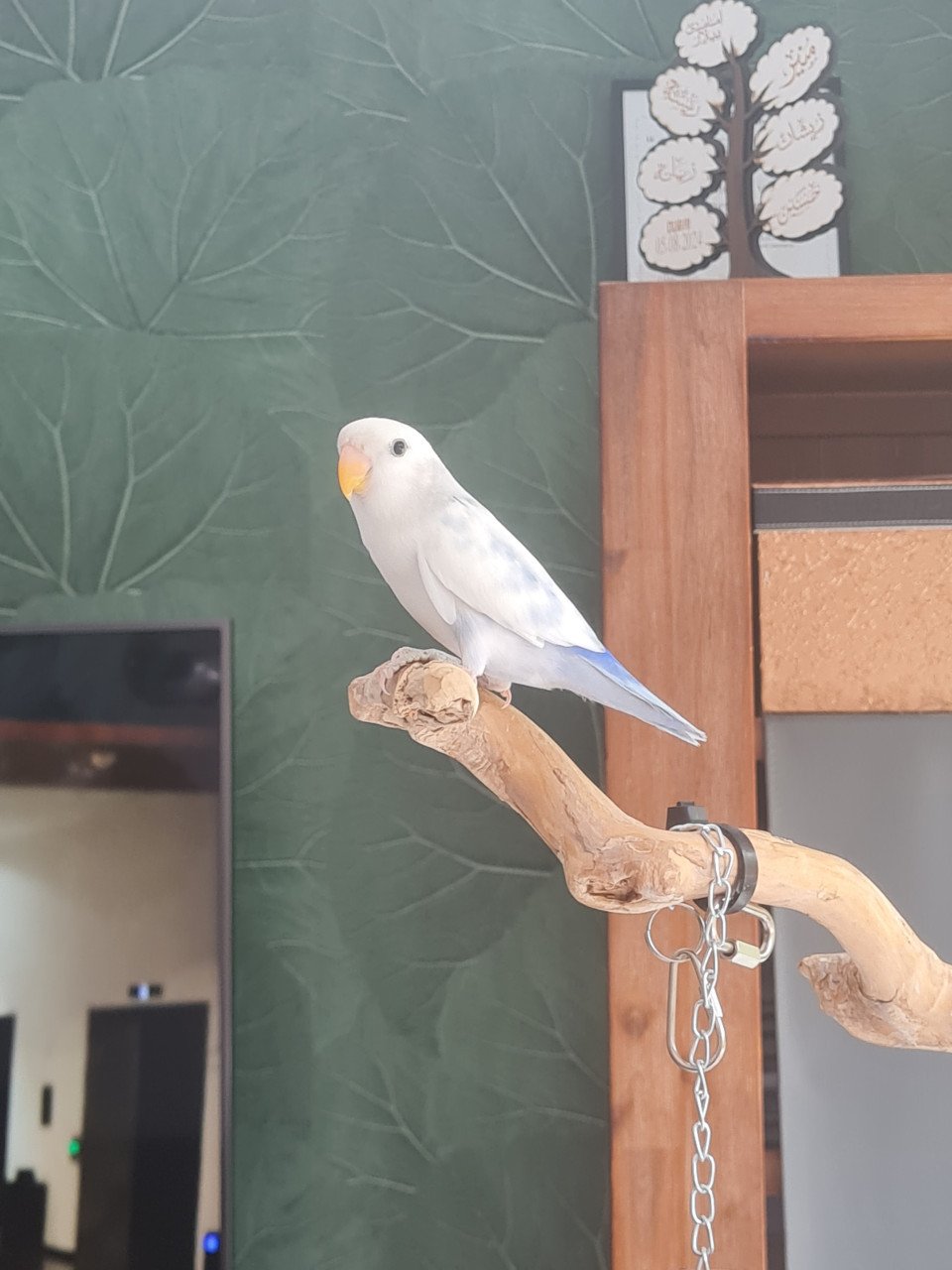 Jonge Agapornis Roseicollis te koop