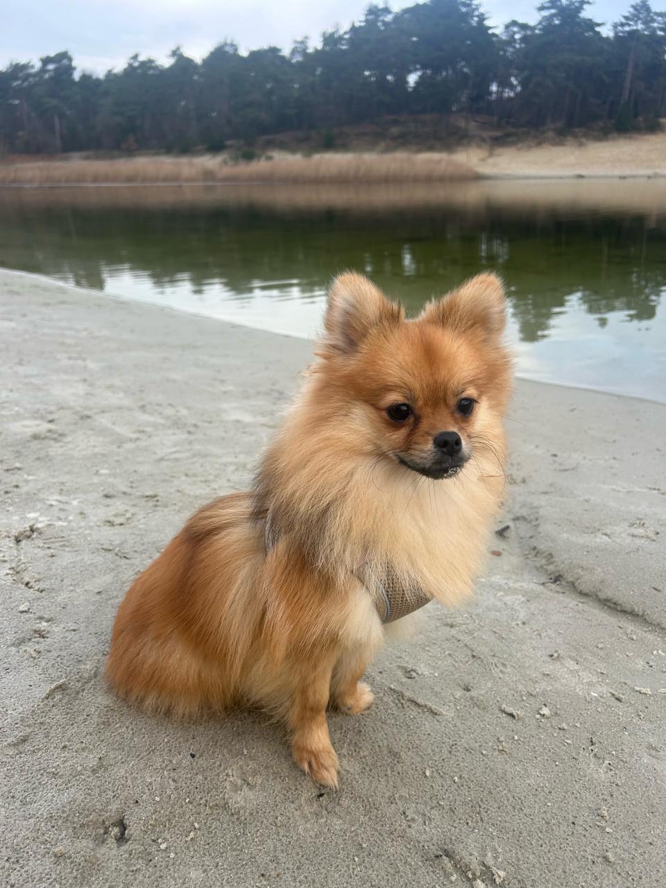 Super lieve pomeriaan