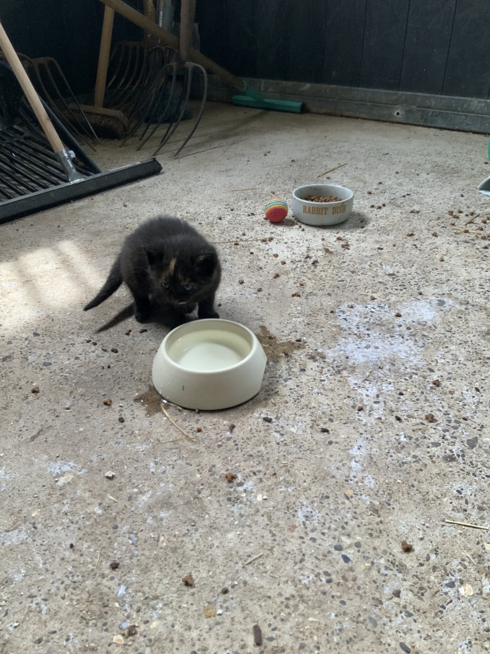 Kittens