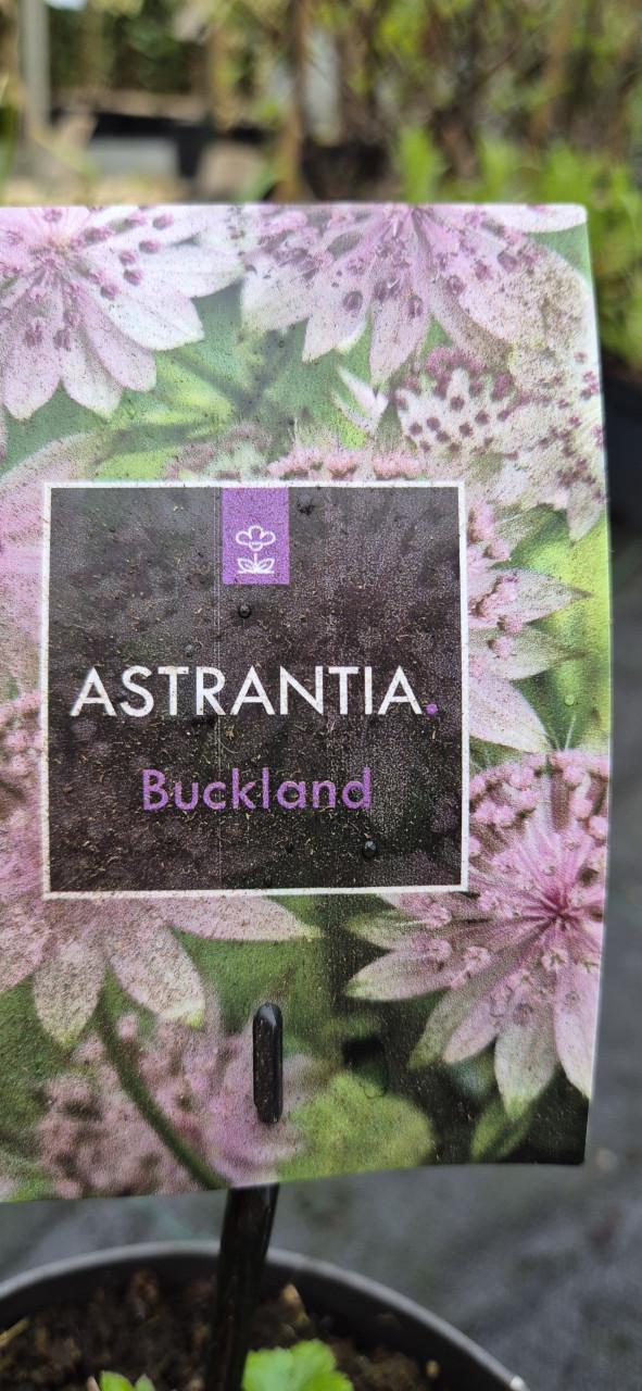 Zeeuws knoopje 2 liter pot