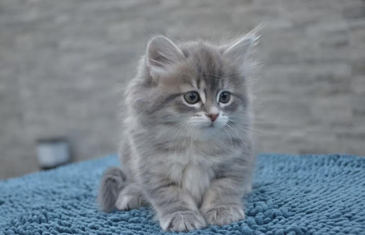 Nestje schattige kittens (nog 4)