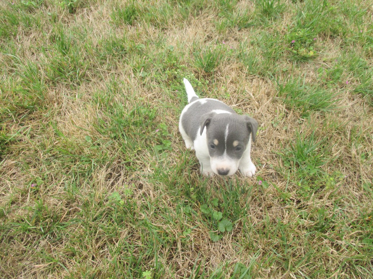 Mooie jack russell pups
