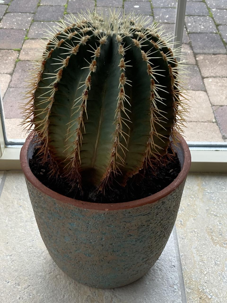 50 jaar oude cactus in handgevormde pot