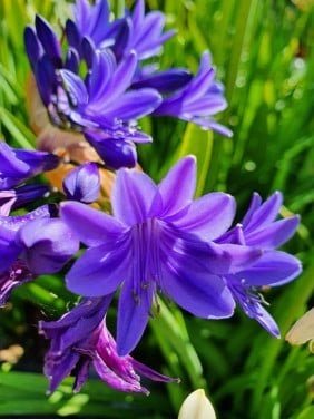 Planten