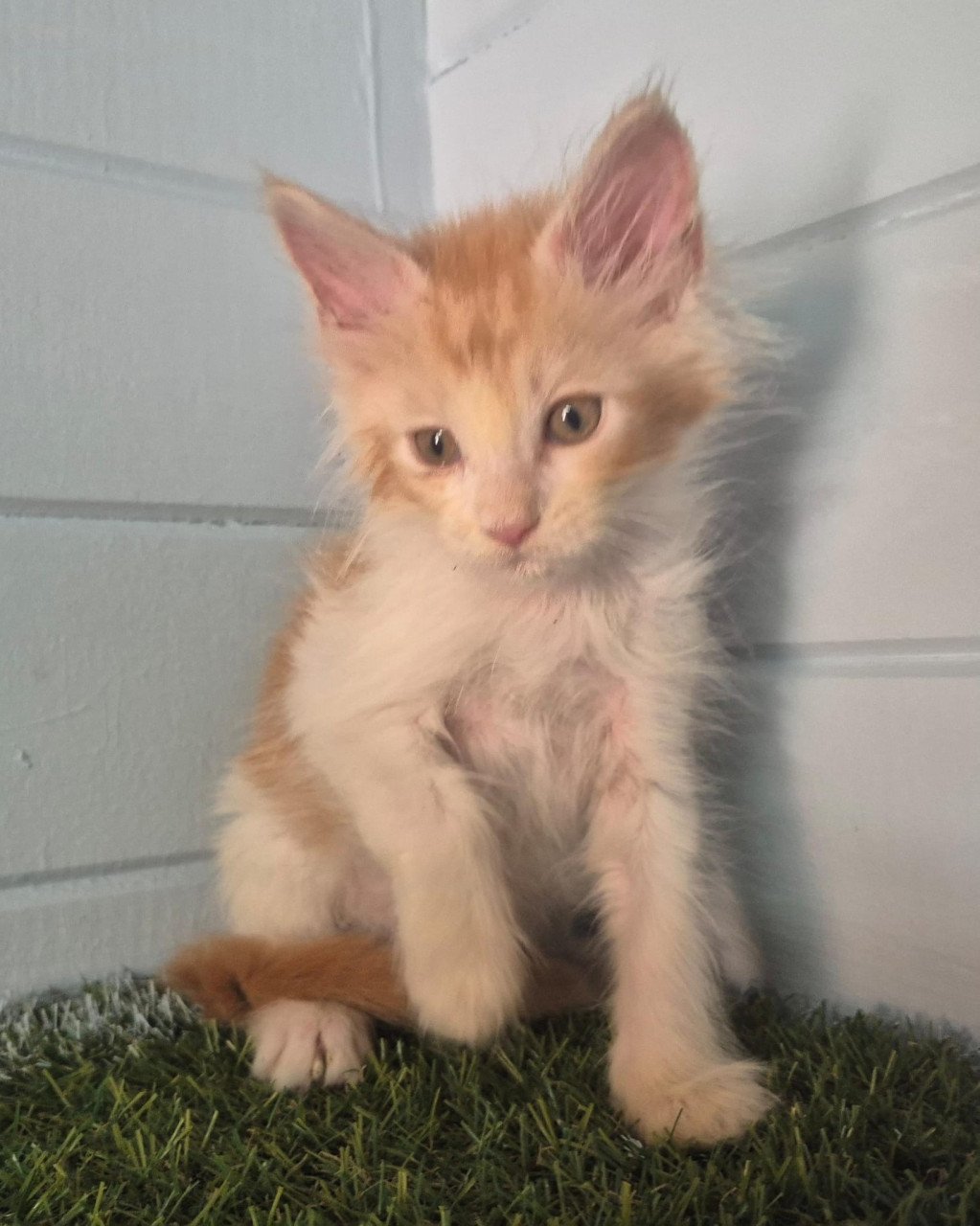 3 rode maine coon katertjes