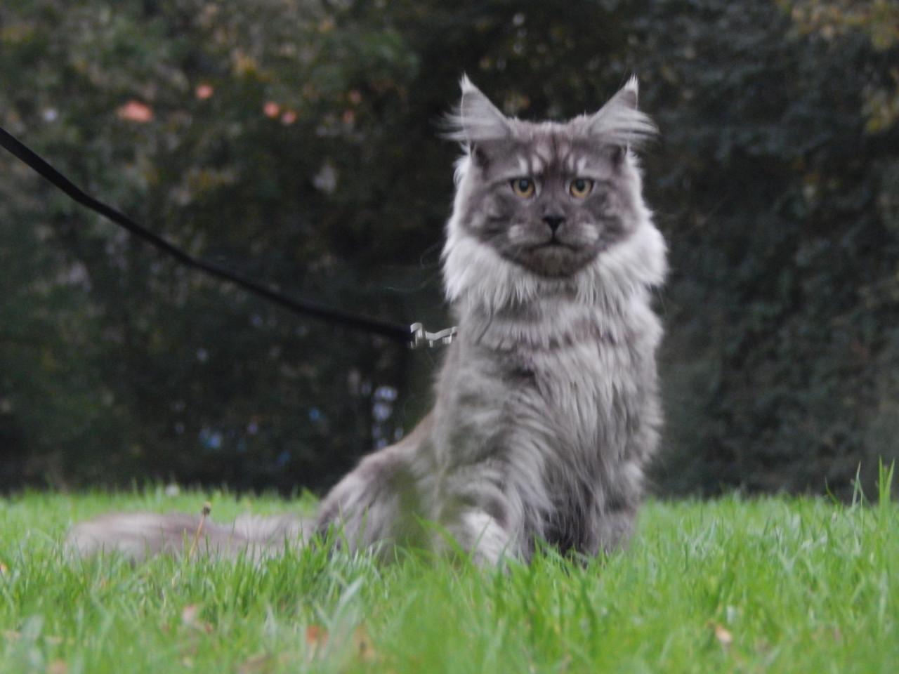Prachtige maine coon dekkater met stamboom (niet te koop)