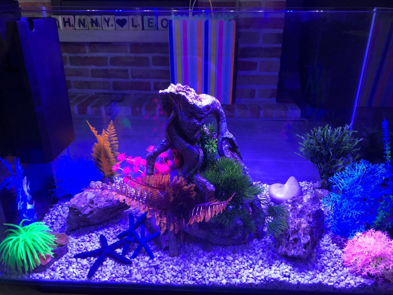 Superfish Home 110 Aquarium Black Inclusief Alle Toebehoren Te Koop