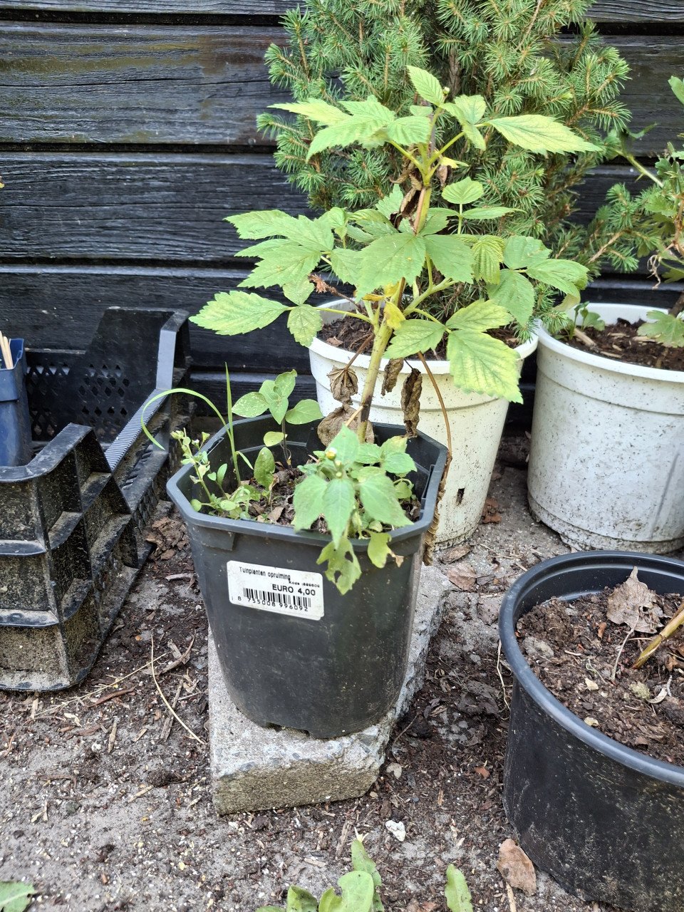 Framboos plant