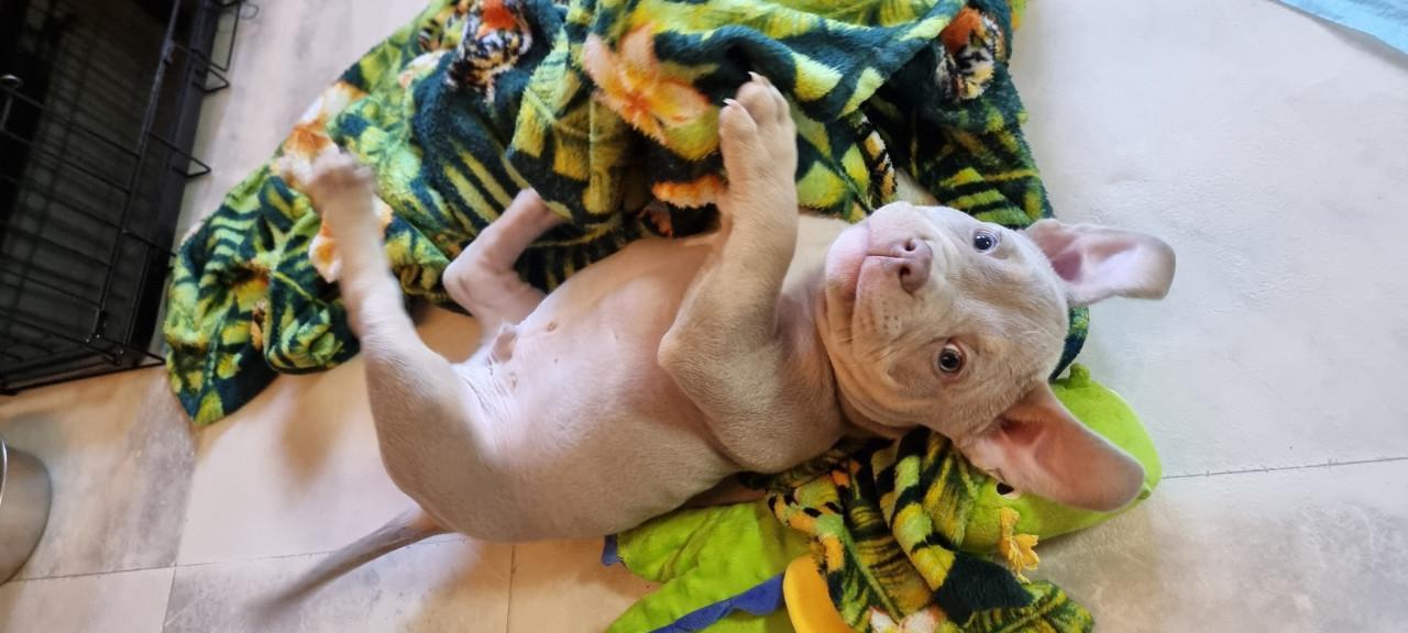 Micro extreem bully pup met stamboom mag verhuizen
