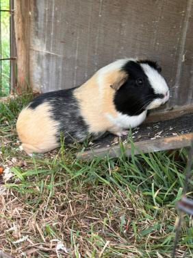 Cavia