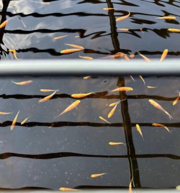 Goudelrits (vijvervissen)