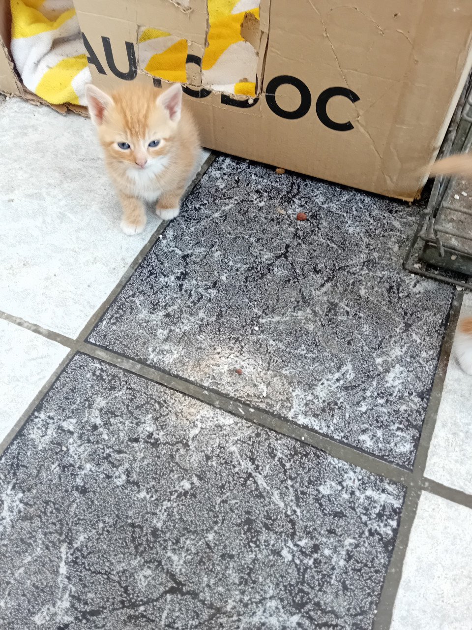 Kittens