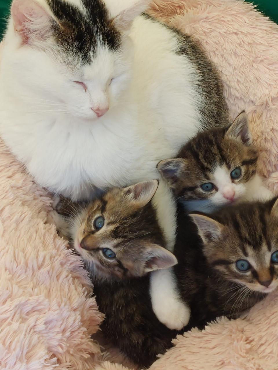 Prachtige jonge poesjes te koop