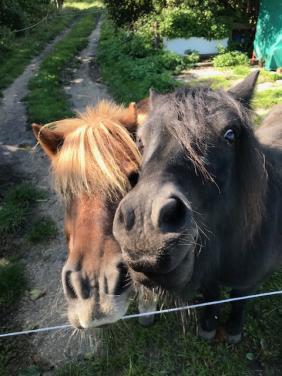 Pony's