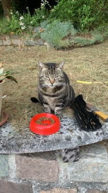 Poes