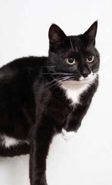 Aanhankelijke kater Draco zoekt rustig huisje zonder andere katten