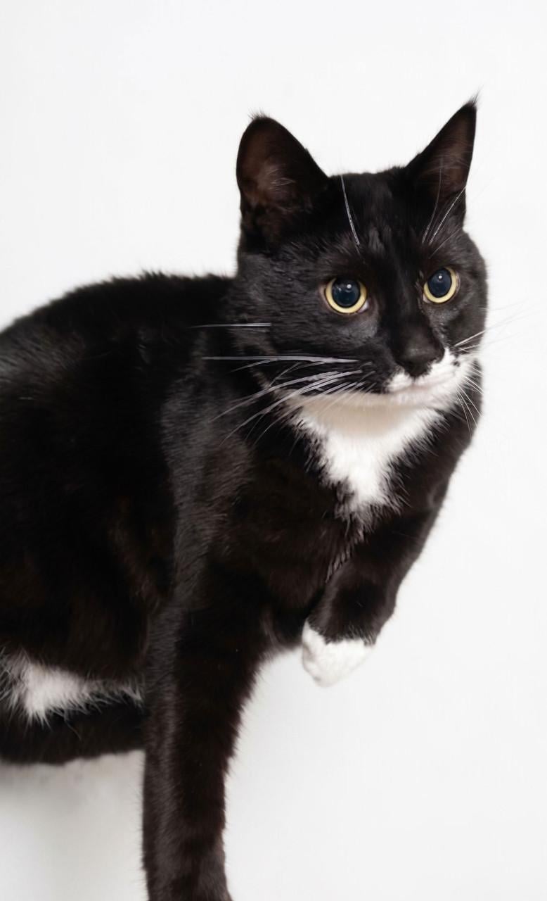Aanhankelijke kater Draco zoekt rustig huisje zonder andere katten