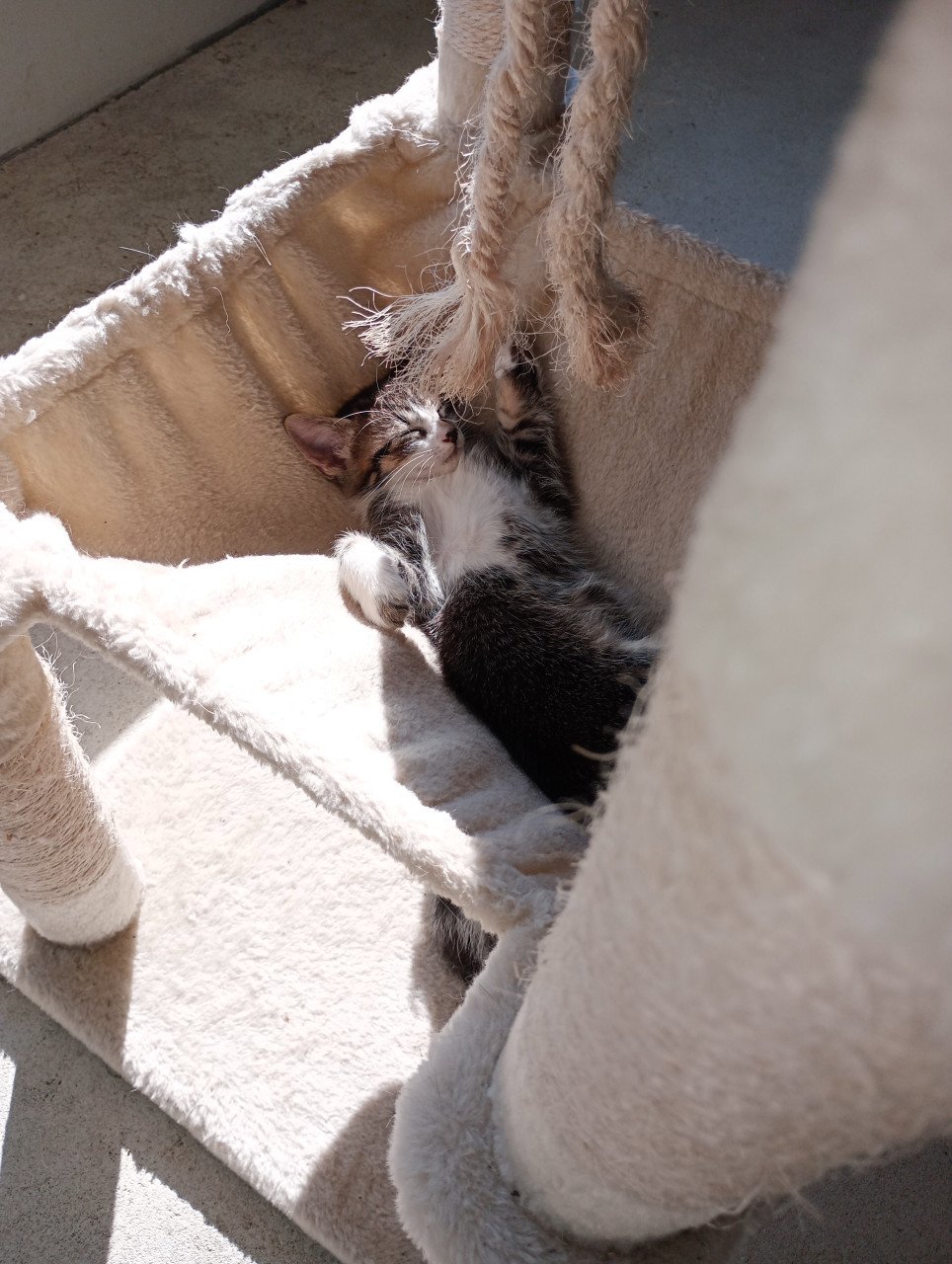 Kittens