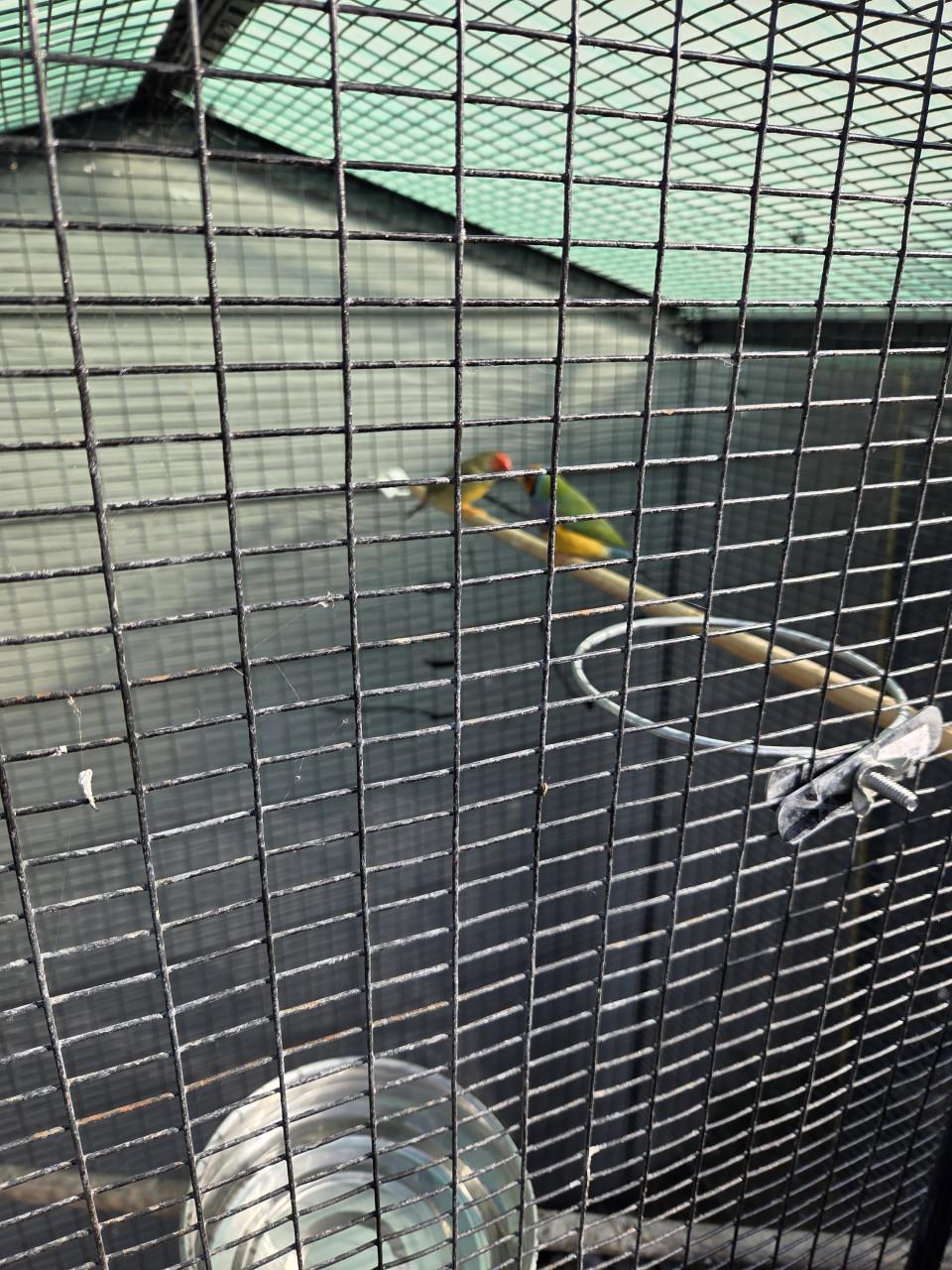 Vogel gouldamadines