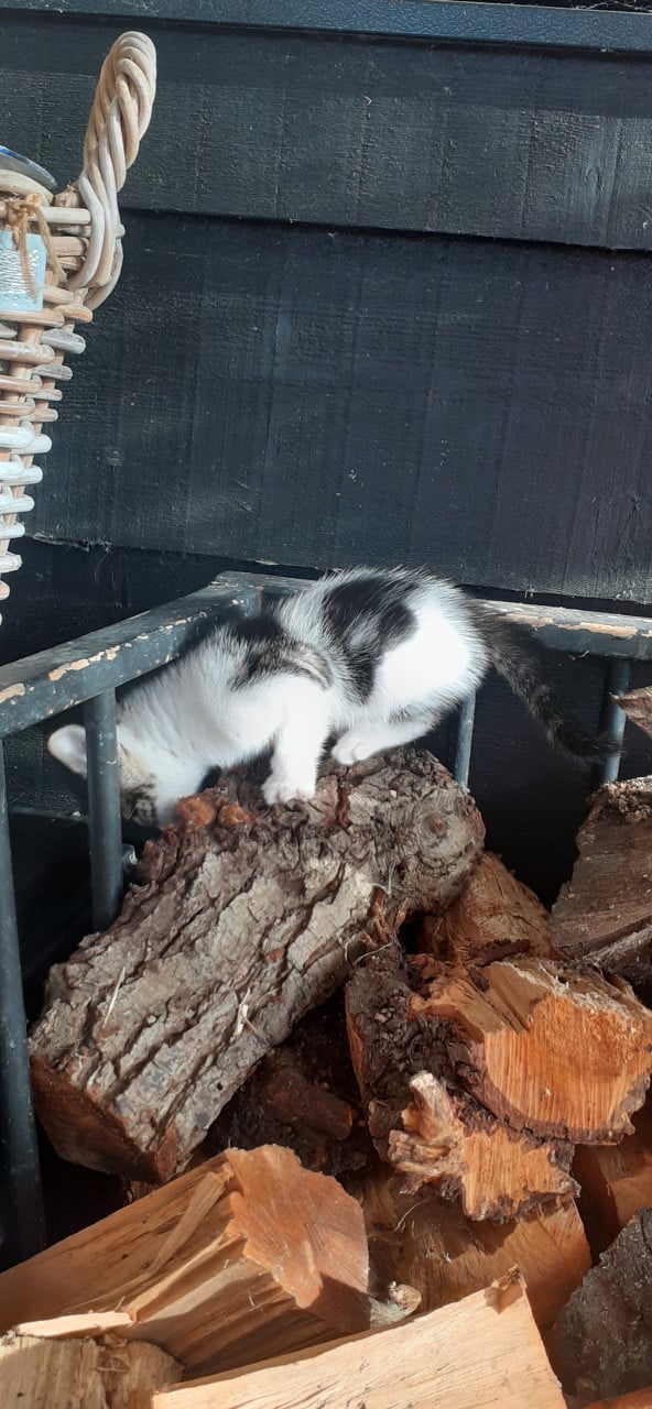 Prachtige kittens 😻😻😻